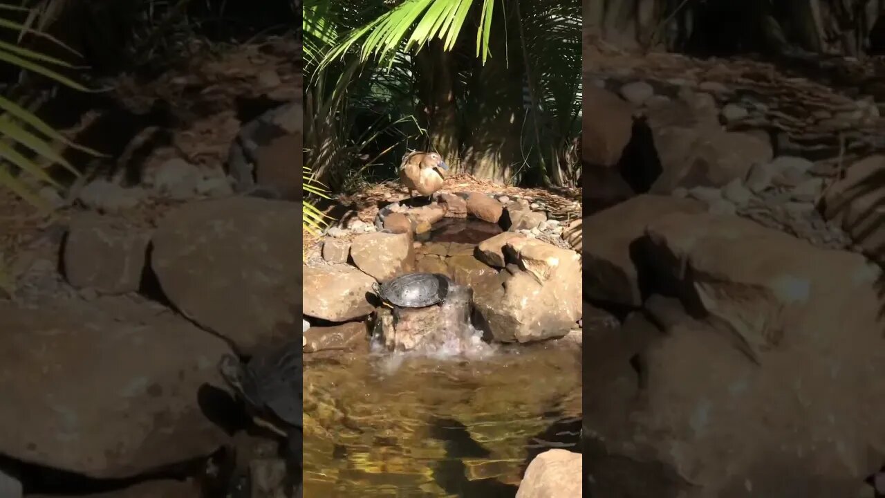 Pond time! #turtle #turtlepond #duck #duckpond #shorts