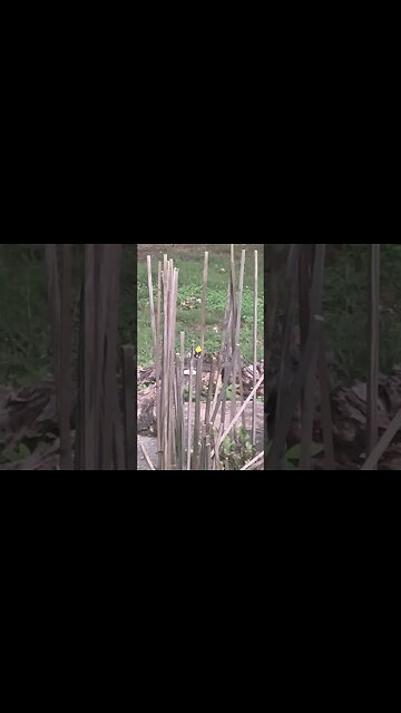 American Goldfinch #Shorts