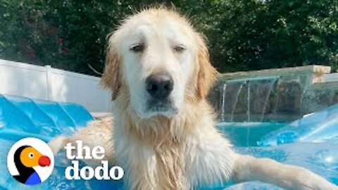 You’ll Never Believe What This Golden Retriever Used To Look Like