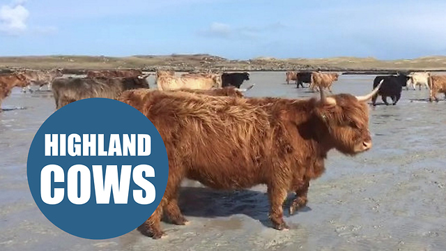 Hundreds of Highland cows walk along a beach to give birth on uninhabited Scottish island