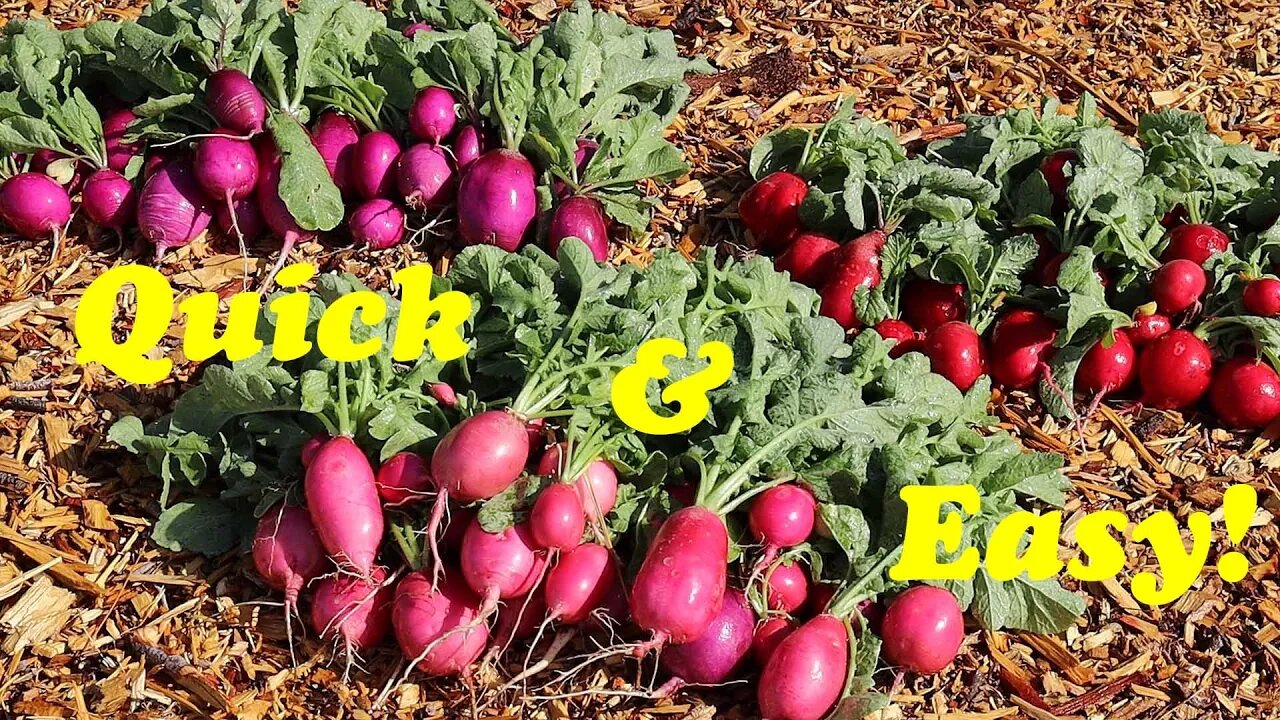Growing HUGE Radishes in the Desert | Spring Radish Harvest
