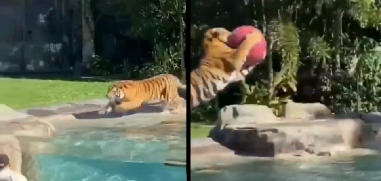 This tiger loves to play in pool