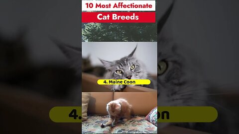 10 Most Affectionate Cat Breeds