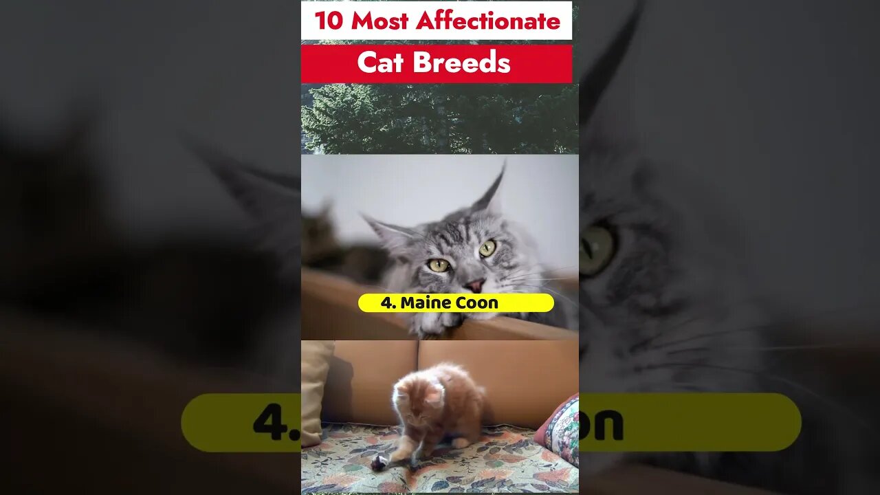 10 Most Affectionate Cat Breeds