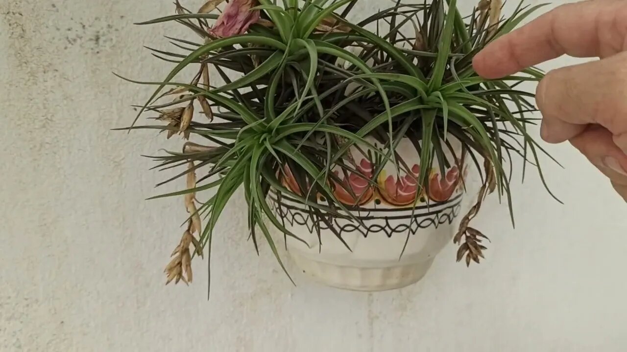 Air Plants