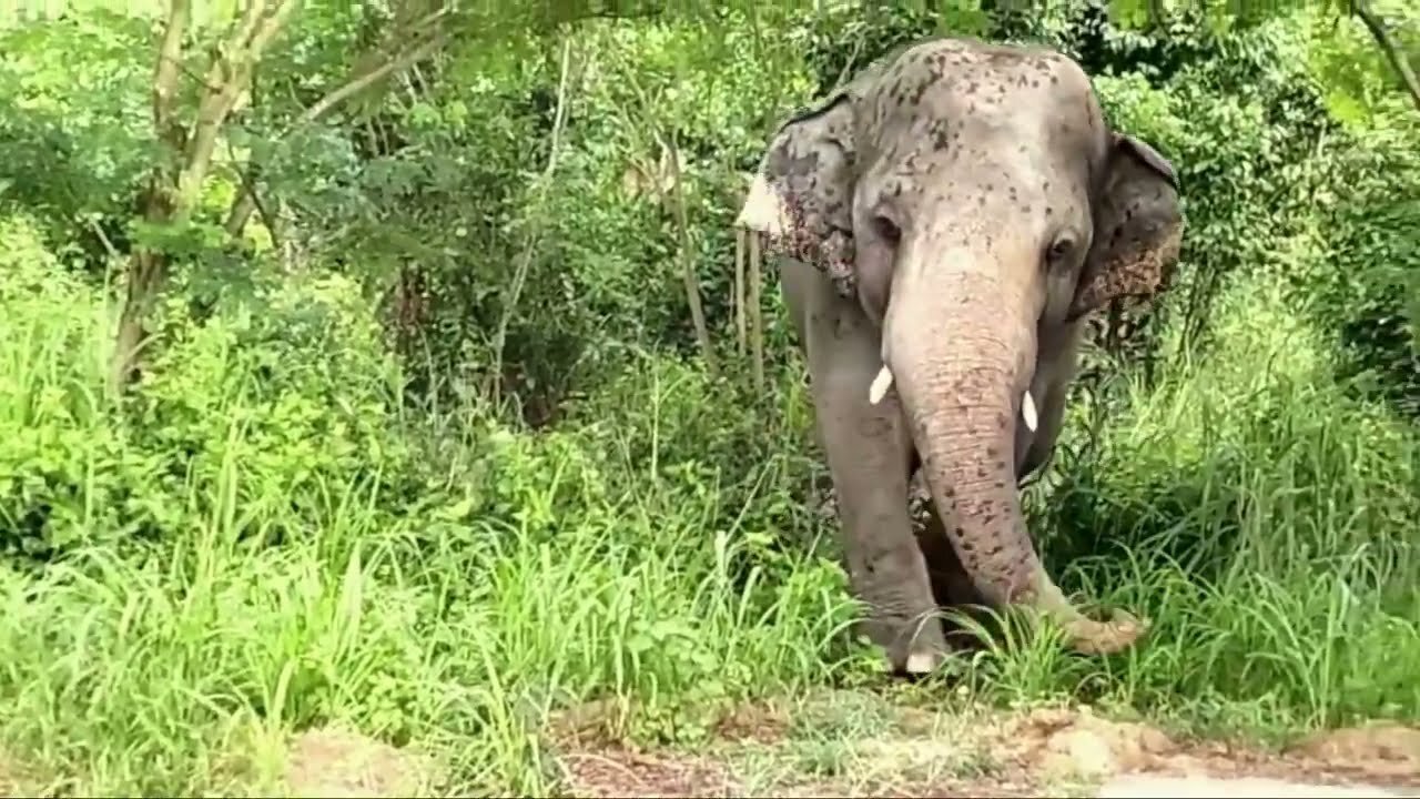 Kaavan elephant update, when you miss the jungle path and you have