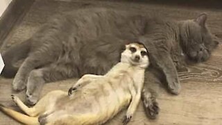 Suricata e gato vivem amizade adorável