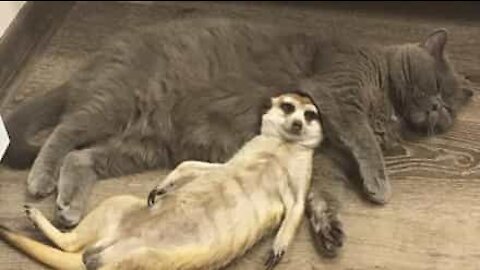 Suricata e gato vivem amizade adorável