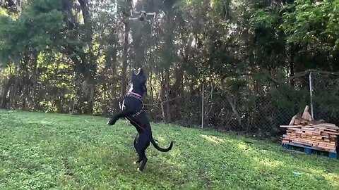 Pitbull Puppy Sees a Drone for the First Time Ever (Cute Reaction)