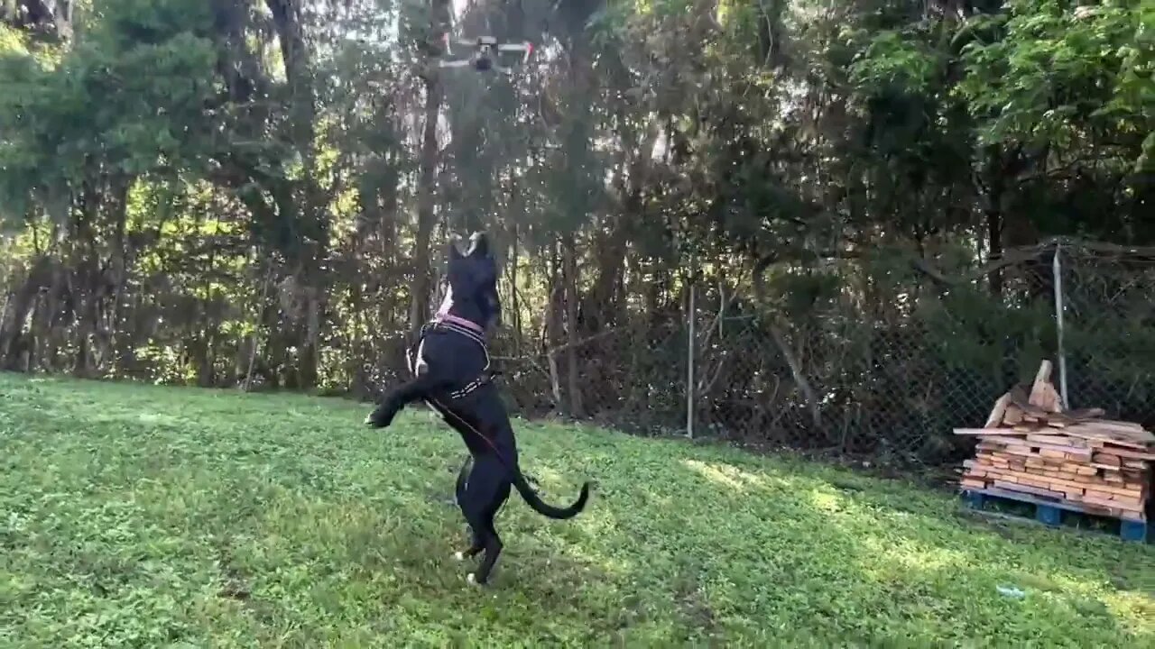 Pitbull Puppy Sees a Drone for the First Time Ever (Cute Reaction)