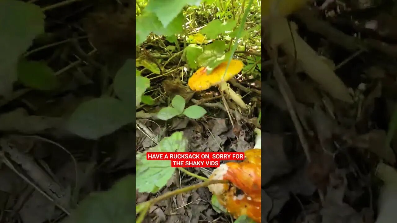 So Many Amanita Muscaria Alaska #mushrooms