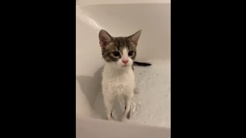 Bathing the cat