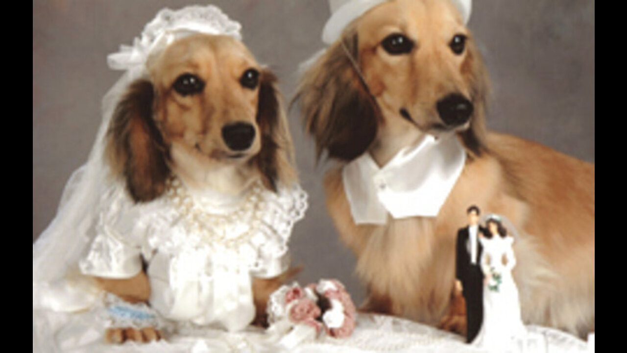 My Dogs' Wedding