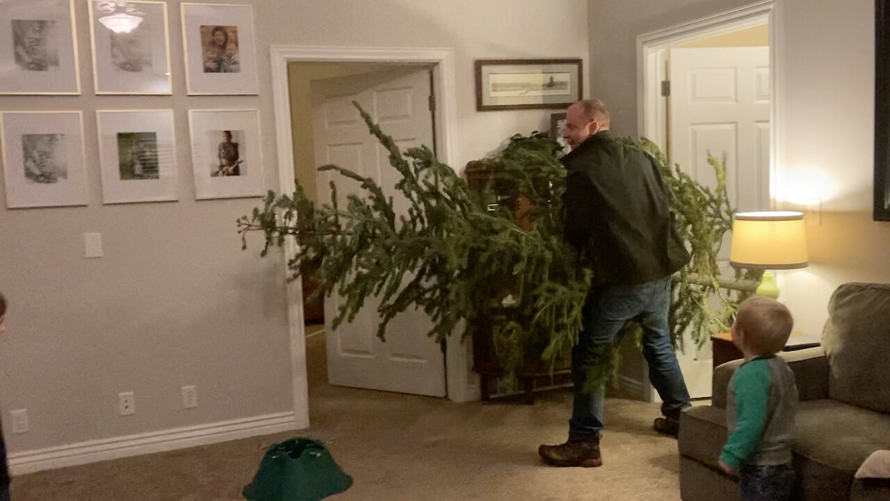 Finding our own Christmas Tree