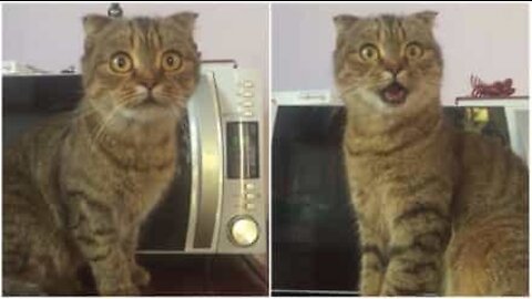 Scaredy-cat has the funniest expression