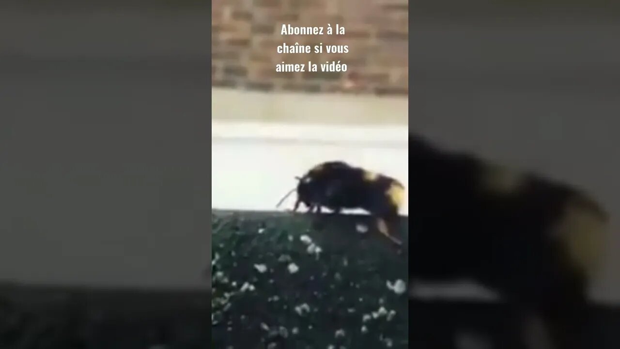 c'est très gentil cette abeille 🤗❤️