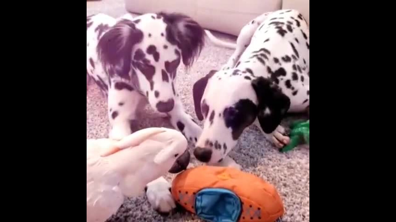 Dalmatians Play With Their Cockatoo Best Friend