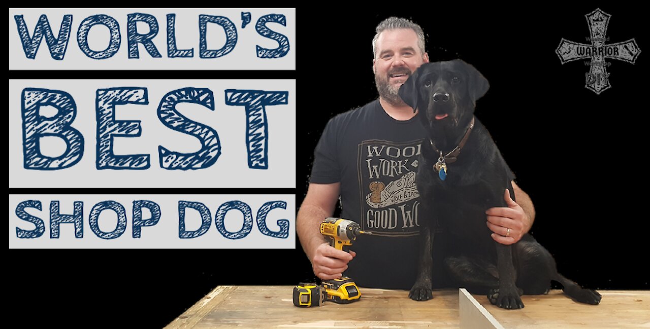 Black Lab Training - World's Best Shop Dog