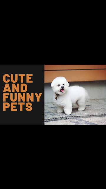 Cute And Funny Pets
