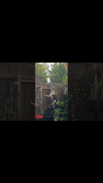 Uh oh - Garden Guardian Dog Ritsie Ru - on duty - meets kitty 🐱 cat😲