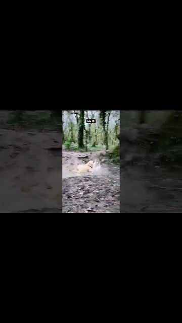 My baby, my king, my girl, my friend, my love ❤️ #shorts #dog #funny #funnyvideo