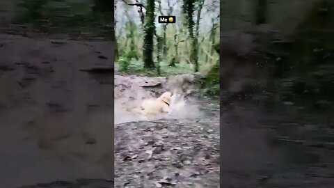 My baby, my king, my girl, my friend, my love ❤️ #shorts #dog #funny #funnyvideo