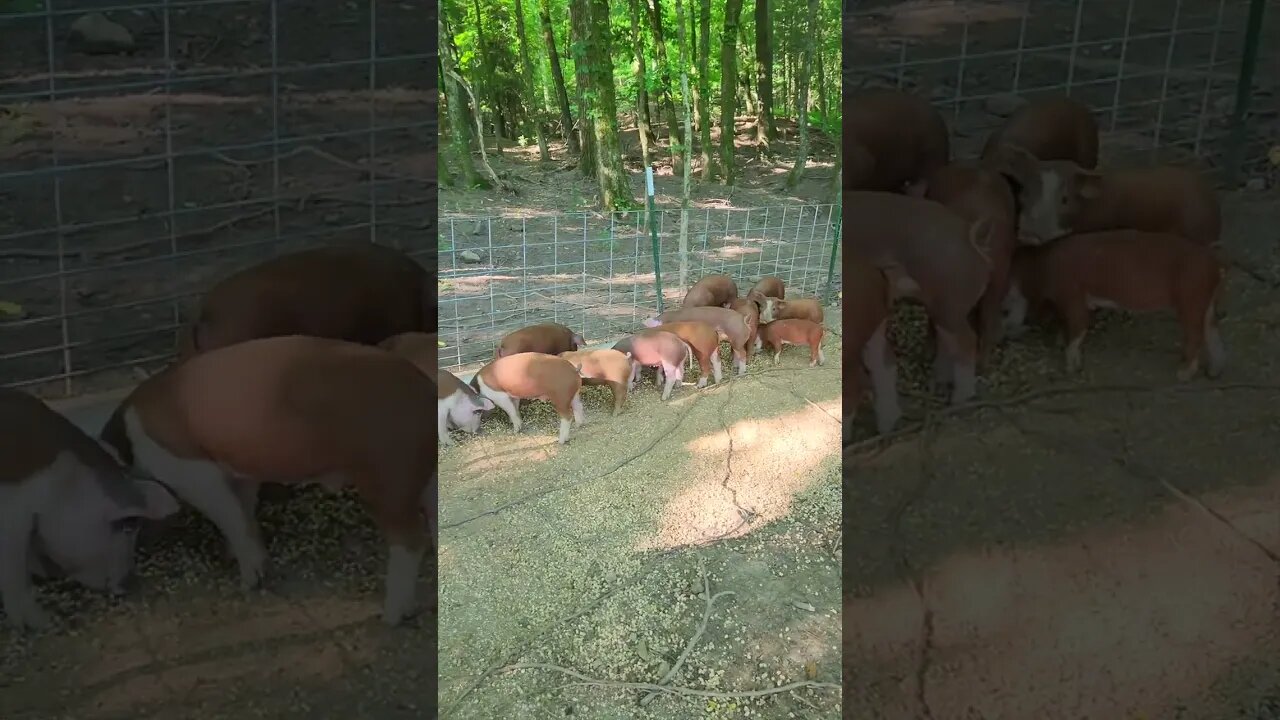 Piglets Eating Lunch @UncleTimsFarm #kärnəvór #carnivore #shorts #hereford #freerangepigs