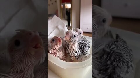 Cockatiel babies l #shorts l #cockatiels l @BikisAviary