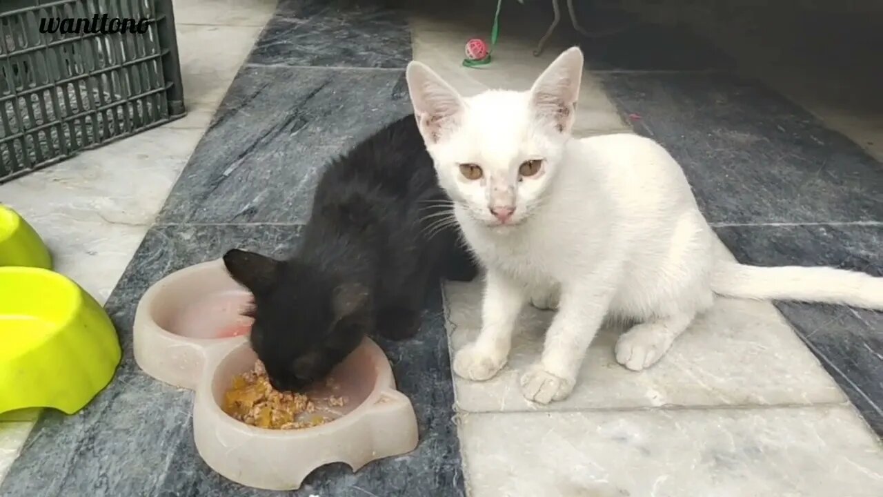 Kittens trying Wiskas for the first time 😋😶