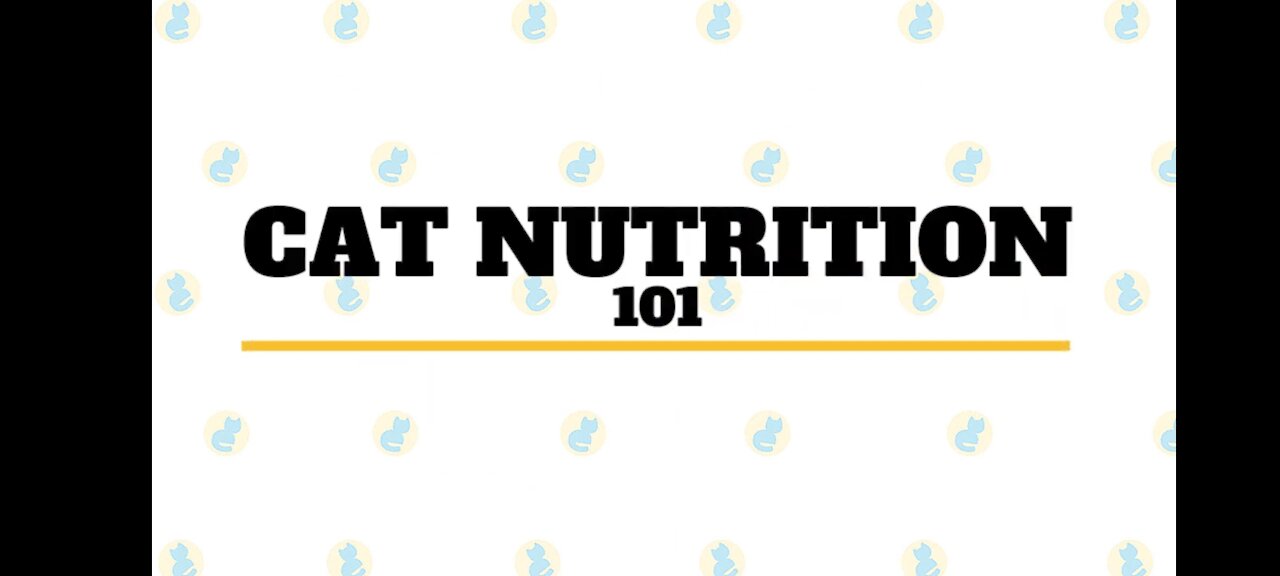 Cat Nutrition 101: Best cat's food for your cat