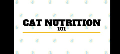 Cat Nutrition 101: Best cat's food for your cat