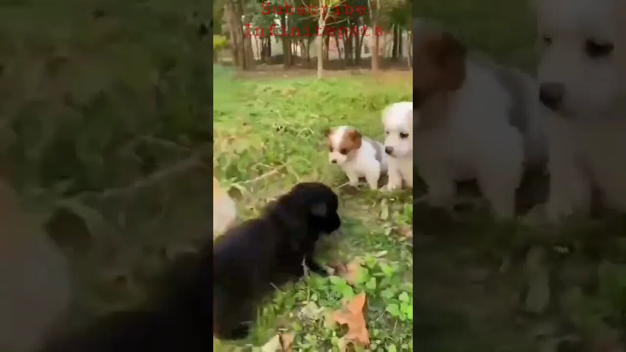 Cute 💕Puppy's💕 Friendship #Shorts #Entertainment #Funnyvideo #Infinitepets