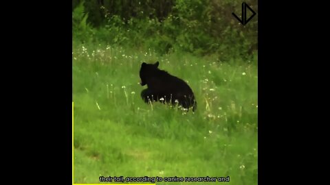 Animals Vs Other Animals!