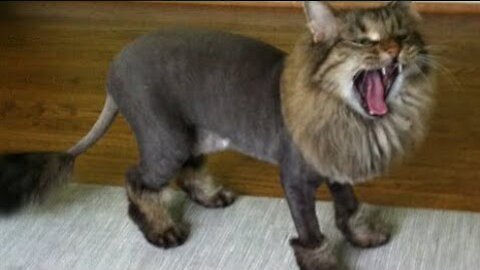 Cats and Shaved | THE BEST CUTE AND FUNNY CAT VIDEOS OF 2021