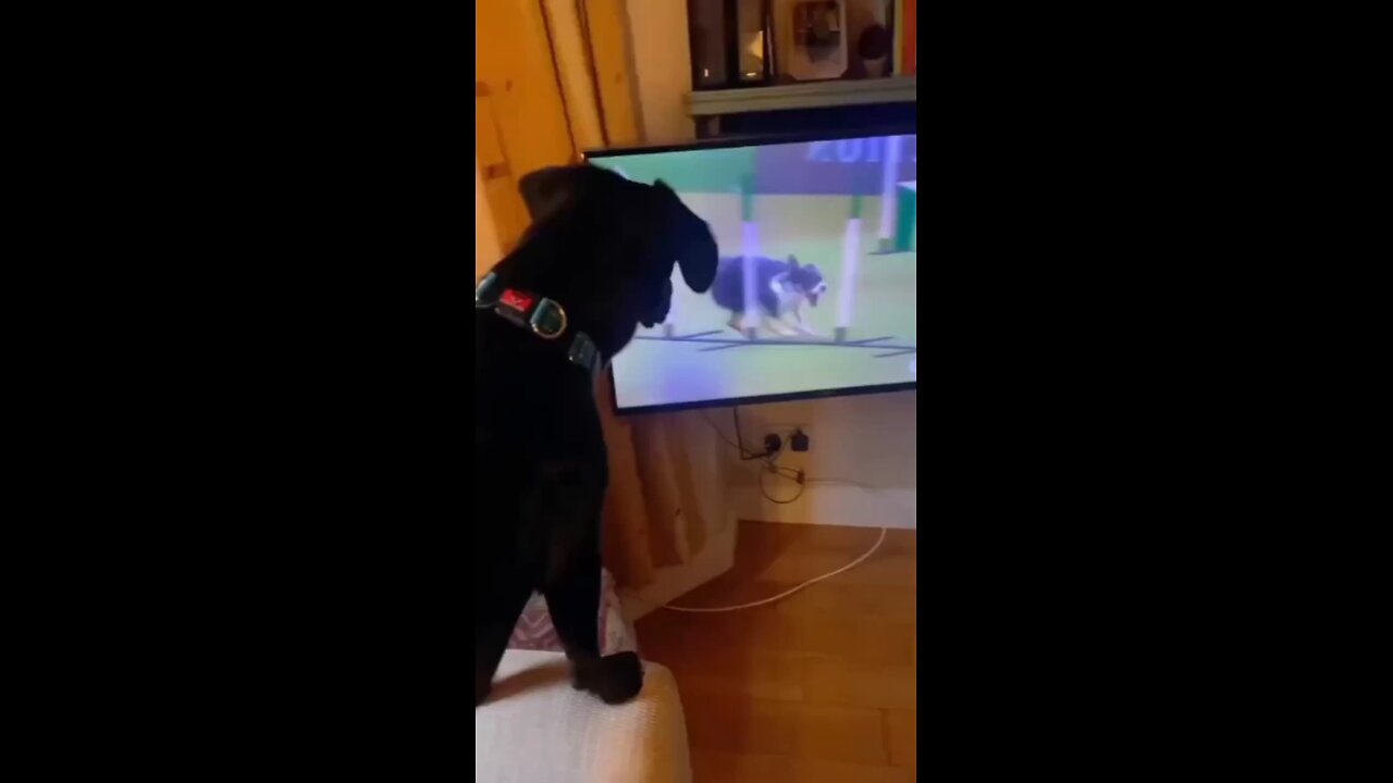 animal fanny video comedy 😁
