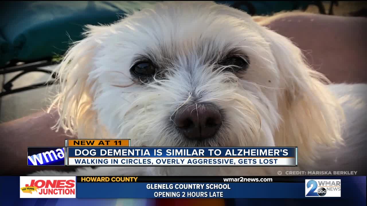 Doctors say our furry friends can get dementia too