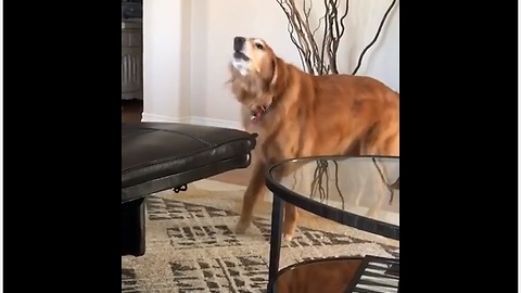 Elderly dog makes hilariously howling noise