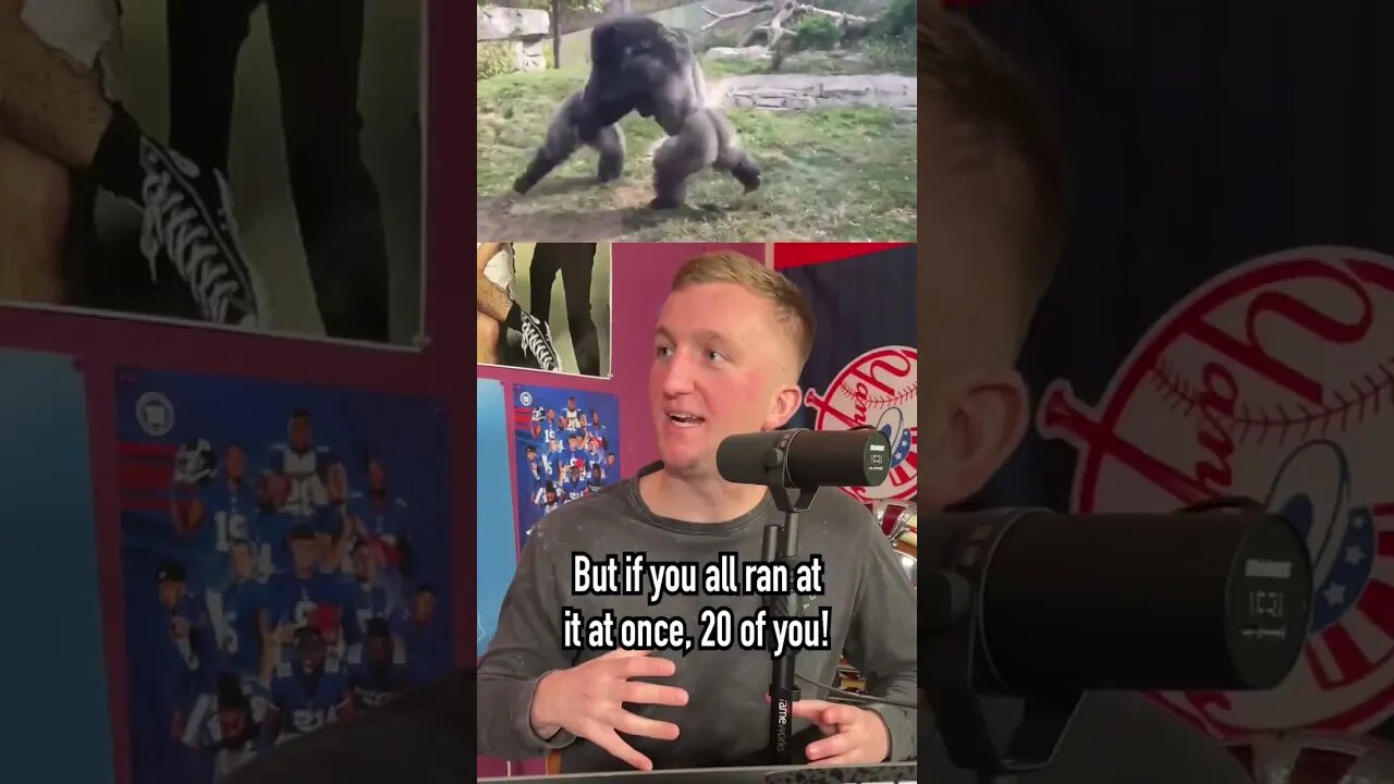 How Many People Would Be Needed to Defeat a Gorilla?! #shorts #gorilla #animal #fight #human