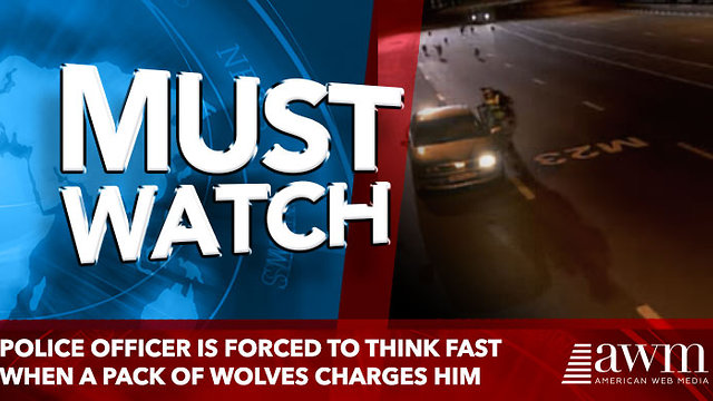 Police Officer Is Forced To Think Fast When A Pack Of Wolves Charges Him