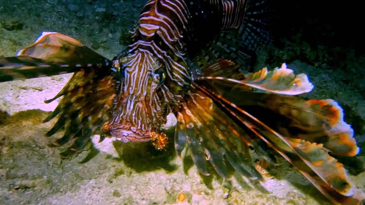 Venomous lion fish continuously tries to eat photographers subjects