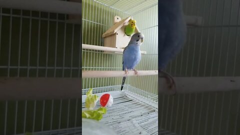 Budgies Cry To Me!💖 #shorts #youtubeshorts #funny #budgies #animallover