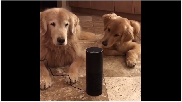 Puppy super confused by barking Christmas music