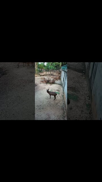 A group of dear. 🙂