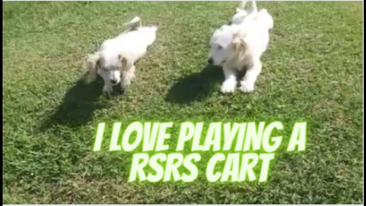 Dogs Playing Cart 🐾 Beautiful Dogs VIDEOS AND PHOTOS 🐾