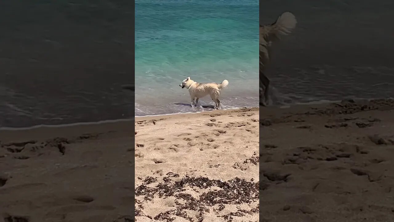 Dog swims in the Middle East! #shortsfeed