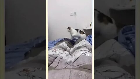 see funny cate attractive acting funny videos Funniestvideo #funny #cats#funniestvideo #ytshorts