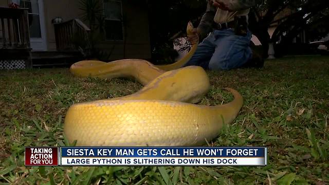 Siesta Key homeowner catches 12-foot python on his dock