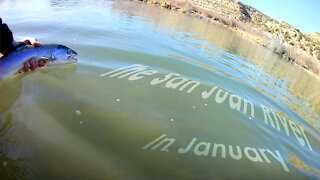 San Juan River in February - Off color water - McFly Angler Episode 42