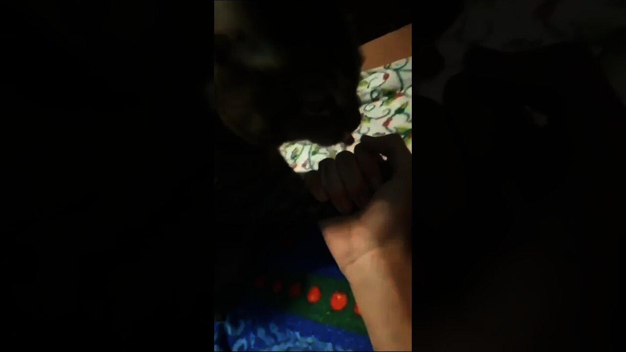 Aaaaaand the winner is: Catwrestler🐈‍⬛😂😂