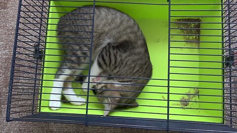 Baby Cat Chases His Tail in the Hamster Cage